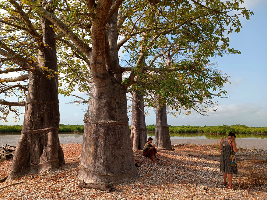 árboles en Senegal