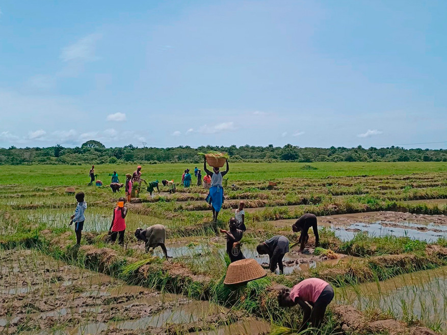 Mujeres cuidando la tierra.